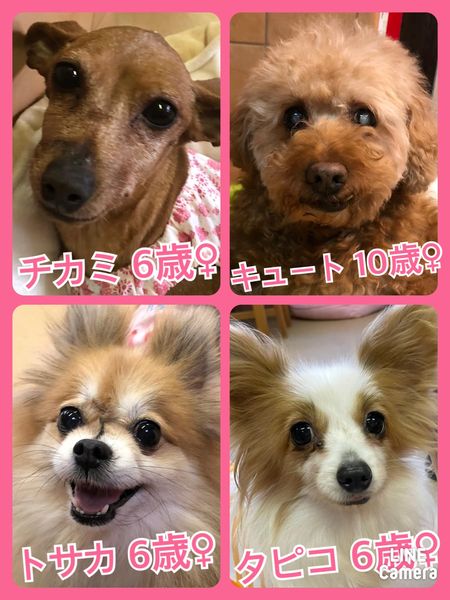 🐾今日の里親様募集中ワンコ🐶メンバーです🐾2022,3,23【保護犬カフェ天神橋店】